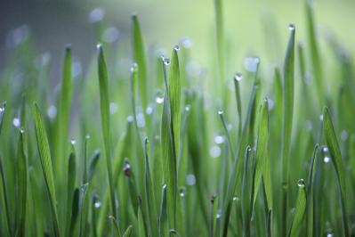 IMG 3 wheat grass 6350274 1920